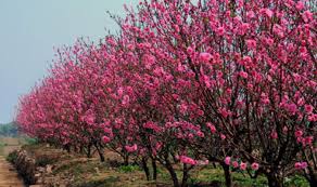 Vietnam plans seven-day Lunar New Year break
